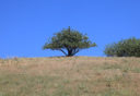 дерево фисташки