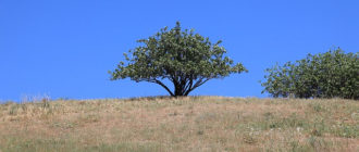дерево фисташки