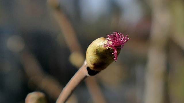 женский цветок фундука