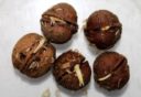 Как вырастить грецкий орех из ореха