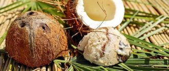 кокос фрукт или орех