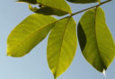 Лечебные свойства листьев грецкого ореха