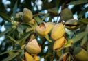 плоды миндального ореха