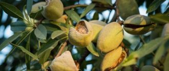 плоды миндального ореха