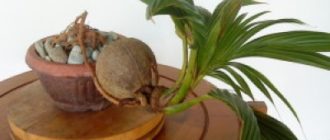 кокосовая пальма в домашних условиях