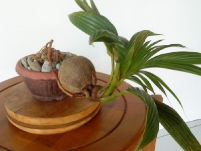 кокосовая пальма в домашних условиях